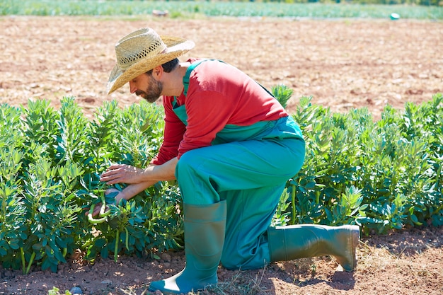 Homem agricultor, colheita, feijões lima, em, pomar