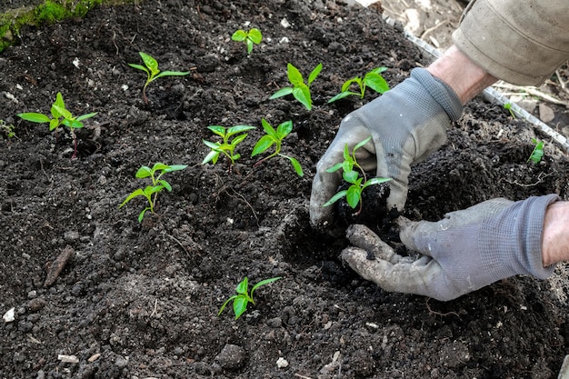 Homem agricultor em luvas plantando mudas em solo terrestre no cultivo agrícola de estufa de jardim