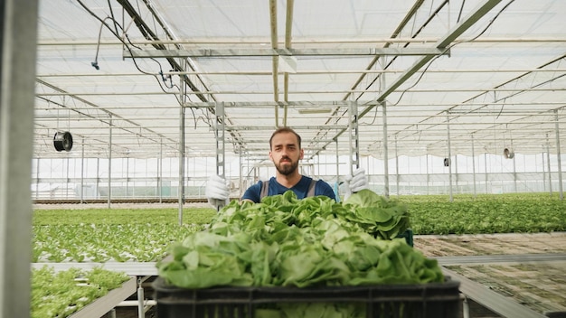 Homem agricultor jardineiro carregando cesta com salada orgânica fresca cultivada trabalhando na produção de vegetais em estufa usando sistema hidropônico durante a temporada agrícola. conceito de agronomia
