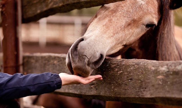 homem alimenta o cavalo em uma fazenda de cavalos