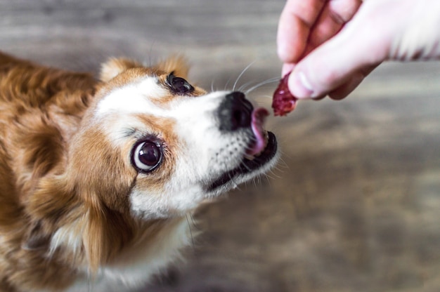 Homem alimenta um cachorro