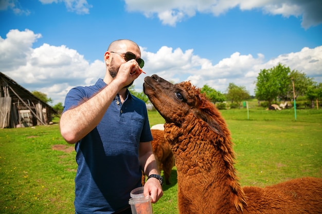 Homem alimentando alpaca marrom na fazenda