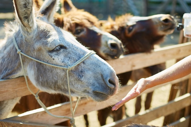 Homem alimentando burros no campo, em uma fazenda, Burro amigável no paddock sendo social, contato fazenda zoológico