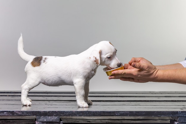 Homem alimentando cachorrinho fofo jack russel da mão em branco