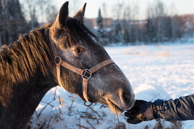 Homem alimentando cavalo na fazenda ou rancho na zona rural em dia ensolarado de inverno gelado