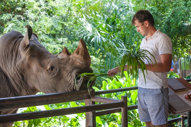 Homem alimentando o grande rinoceronte no zoológico