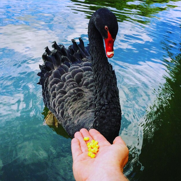 Foto homem alimentando peixes no lago