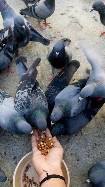 Foto homem alimentando pombos na calçada