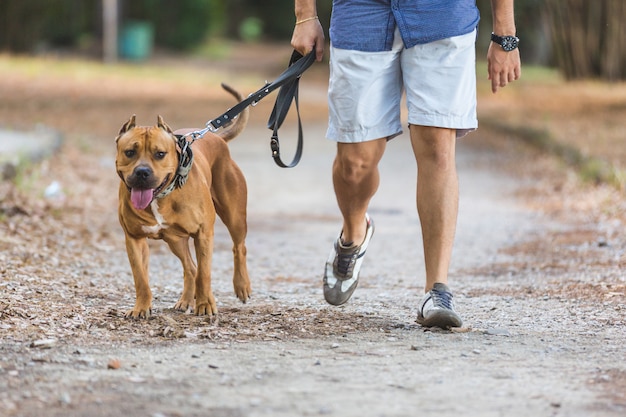 Homem andando com seu cachorro no parque