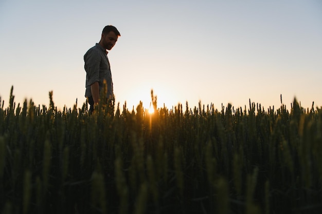 Homem andando no trigo durante o pôr do sol e tocando a colheita