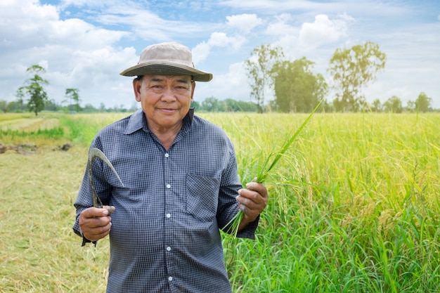 Homem asiático agricultor vestindo um chapéu Camisa listrada azul Segurando os grãos de arroz em ouro e sorrindo alegremente nos campos de arroz bonito
