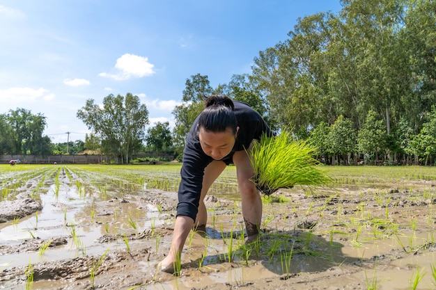 Homem asiático amador testa e tenta transplantar mudas de arroz em campo de arroz em casca no dia de céu aberto