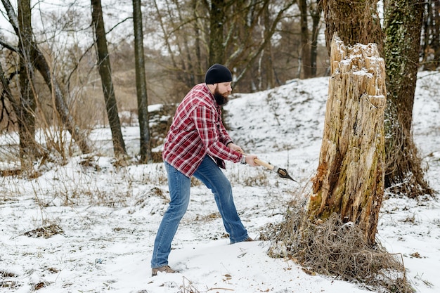 Homem barbudo cortando uma árvore velha no inverno na floresta