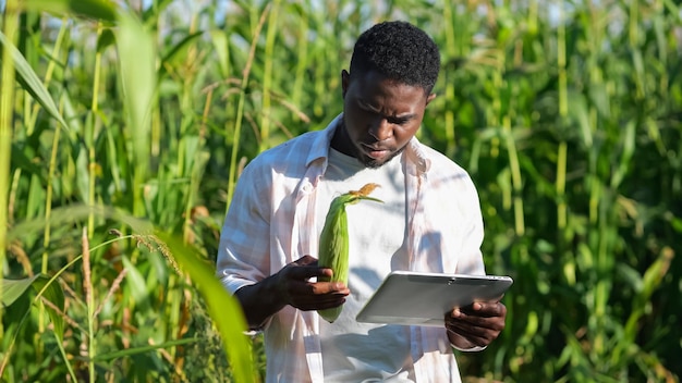 Homem barbudo examina espiga de milho procurando dados no tablet