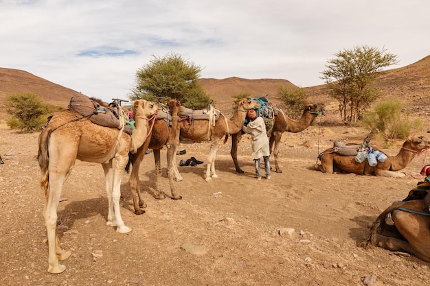 Homem berbere preparando uma caravana de camelos para uma caminhada. Carregando coisas em camelos