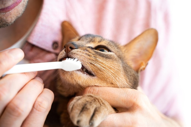 Homem branco caucasiano em uma camisa rosa escovando os dentes com uma escova branca um lindo gato abissínio azul em casa Conceito cuidados de saúde para animais de estimação e amor pelos animais Estilo de vida Closeup