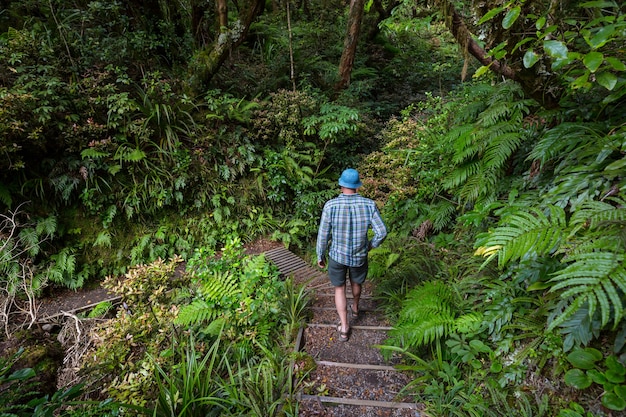 Homem caminhando pela trilha na floresta. Caminhada para lazer na natureza ao ar livre