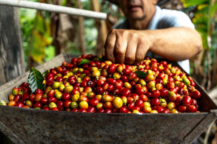 Foto homem camponês apresentando um recipiente com feijão colombiano vermelho e amarelo cultivado