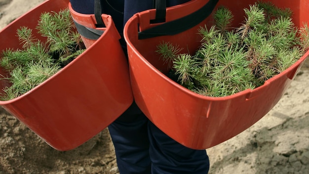 Homem carregando bandejas com mudas de pinheiro para plantio em terreno Plantação de madeira