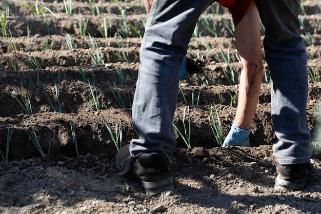 Homem caucasiano agachado com uma planta de alho-poró em sua horta colheita agrícola ecológica e natural basca para o lar