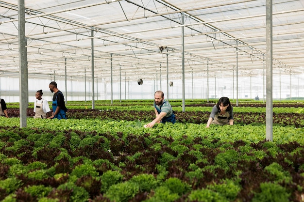 Homem caucasiano e mulher trabalhando duro verificando o desenvolvimento das plantas e fazendo controle de pragas antes de colher a colheita. Diversas pessoas em estufa cultivando diferentes tipos de alface.