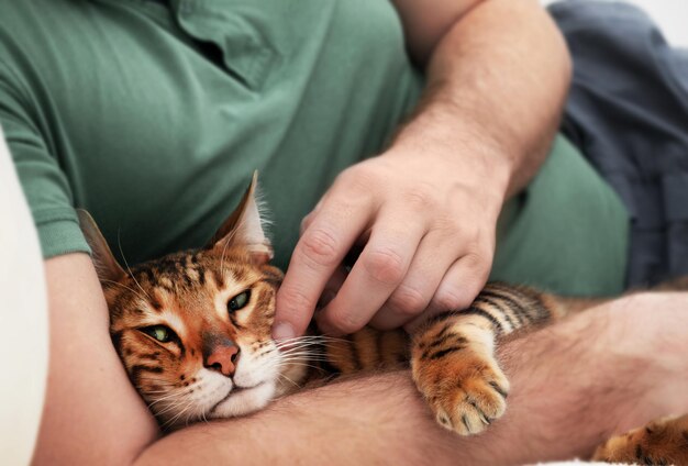 Homem caucasiano irreconhecível acariciandomãos masculinas acariciando lindo gato bengala de olhos verdesRelação de pessoas e animais de estimaçãoamizade de animais e pessoasRelaxante em casa conceitoestilo de vida