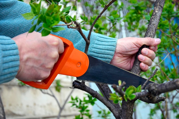 Foto homem caucasiano serrando um galho de árvore com uma serra de mão manual em madeira em mãos masculinas