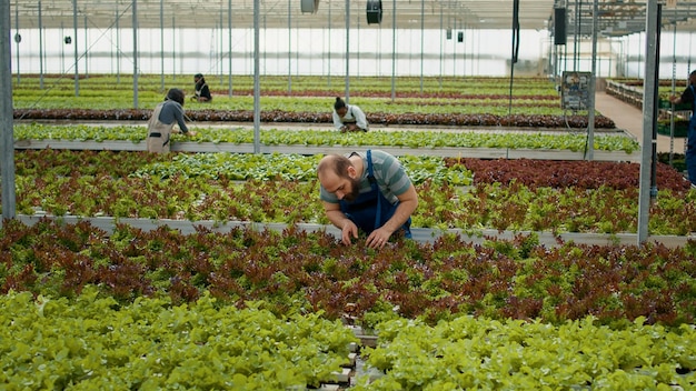 Homem caucasiano trabalhando em estufa inspecionando plantas de alface verificando alta qualidade antes da colheita. Diversos trabalhadores agrícolas em ambiente hidropônico cuidando das plantas para um crescimento ideal.