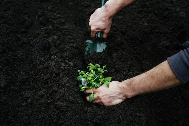 Homem cava um buraco de pá de jardim no chão para plantar uma flor plantando a muda com a ferramenta de jardinagemxA