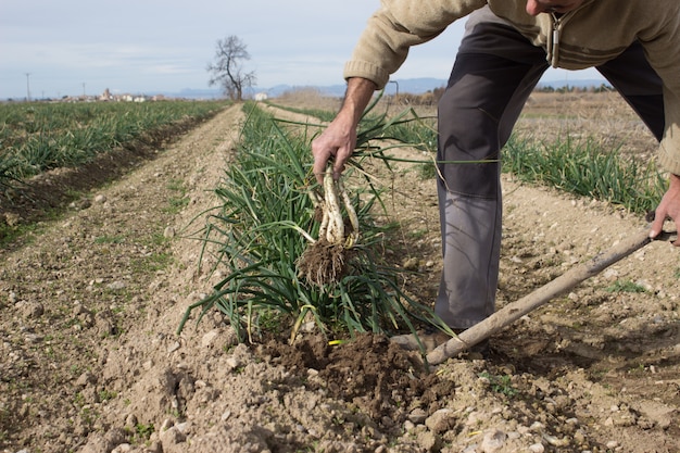 Homem colhendo calçots em uma plantação