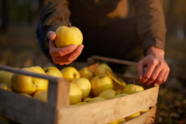 Homem coloca maçã dourada madura amarela em uma caixa de madeira amarela no produtor de pomares que colhe em