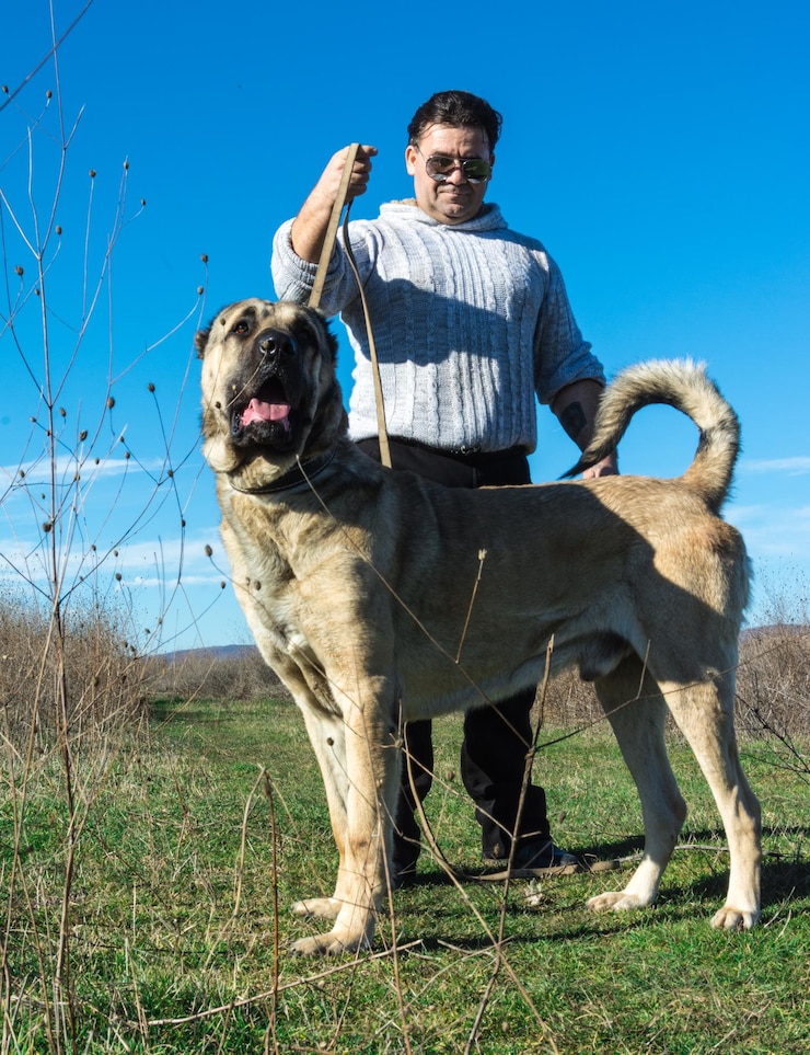 Foto homem com cão de pé no campo contra o céu