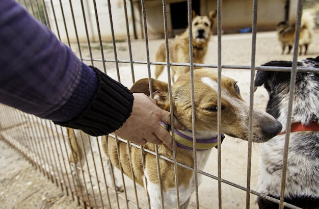 Foto homem com cão