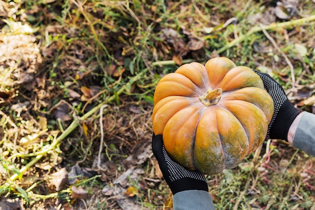 Homem com luvas detém uma abóbora amarela no campo ao pôr do sol na época da colheita de outono. Remendo de abóbora. Símbolo de ação de graças feliz e Halloween. Copie o espaço.