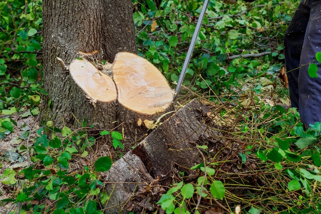 Homem corta árvore com motosserra conceito de desmatamento foco seletivo