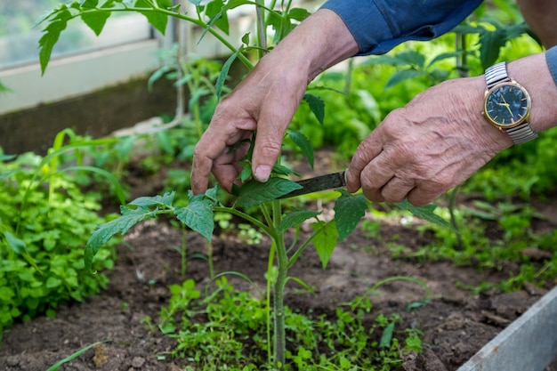 Homem cuidando das plantas