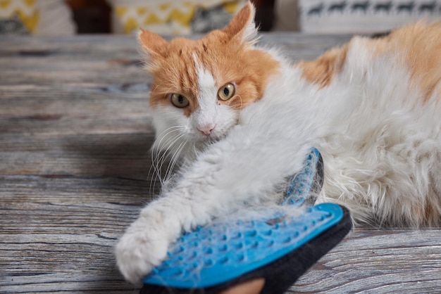 Homem cuidando do gato com luvas especiais cuidados com animais de estimação