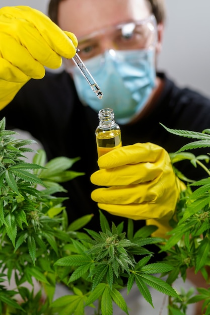 Homem cultivando maconha medicinal com máscara e luvas verifica uma planta de maconha