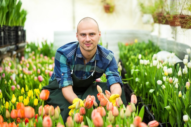 Homem de floristas trabalhando com flores em uma estufa Primavera muitas tulipas conceito de floresCultivo industrial de floresmuitas lindas tulipas coloridas