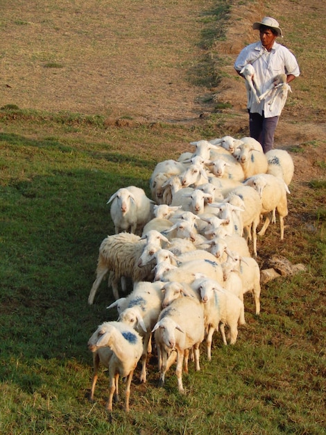 Foto homem de pé no campo com ovelhas