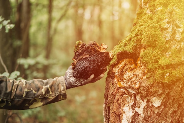 Homem de sobrevivência e coletor com as mãos recolhendo o cogumelo chaga crescendo no tronco da árvore de vidoeiro na floresta de verão. fungo ou fungo parasita de chaga de alimentos crus selvagens para medicina alternativa. clarão