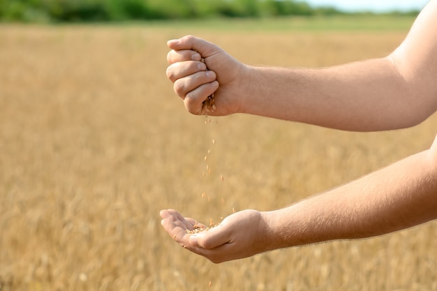 Homem despejando grãos de trigo no campo