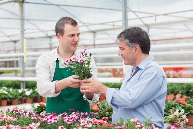 Foto homem, e, empregado, discutir, planta potted, em, estufa