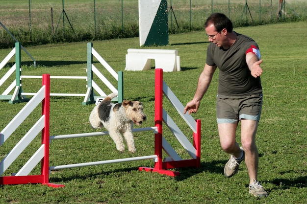 Homem e fox terrier em agilidade