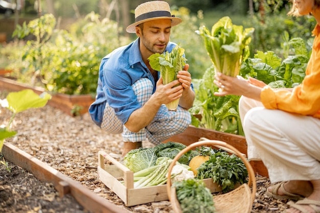 Homem e mulher colhendo verduras no jardim de casa