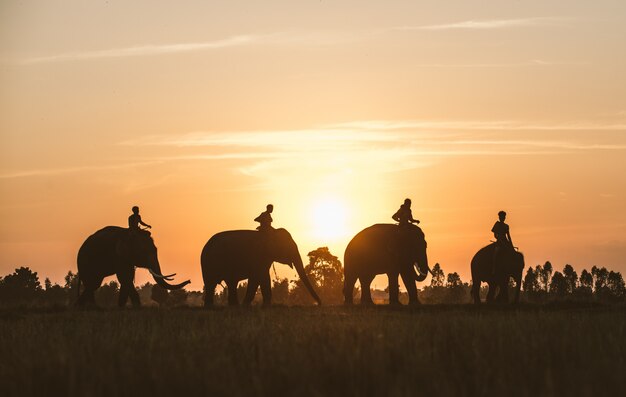 Homem e seu elefante no norte da tailândia