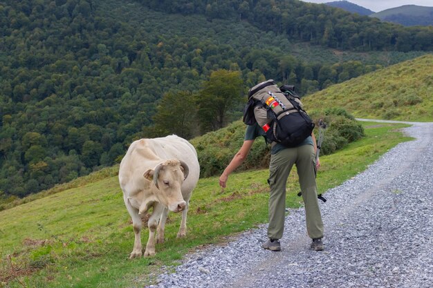 Homem e vaca nas montanhas Peregrino no Caminho de Santiago Backpacker alimentando vaca Conceito de turismo