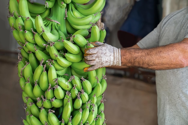 Homem em luvas de trabalho segura um enorme cacho de bananas verdes