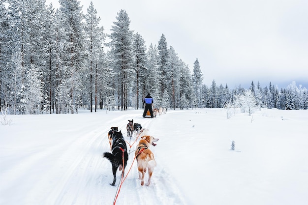 Homem em trenós puxados por cães Husky na Finlândia, na Lapônia, no inverno.