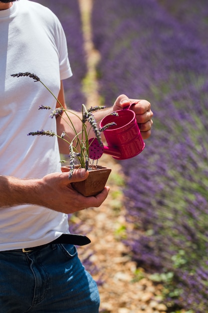 Homem fica no meio de um campo de lavanda, molhando uma planta em vaso de rega